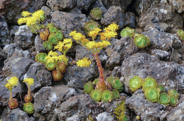 Aeonium aizoon