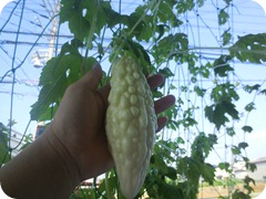 CIMG0276