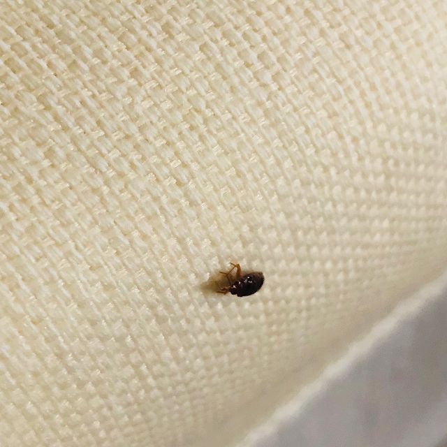 pics of bed bugs on mattress