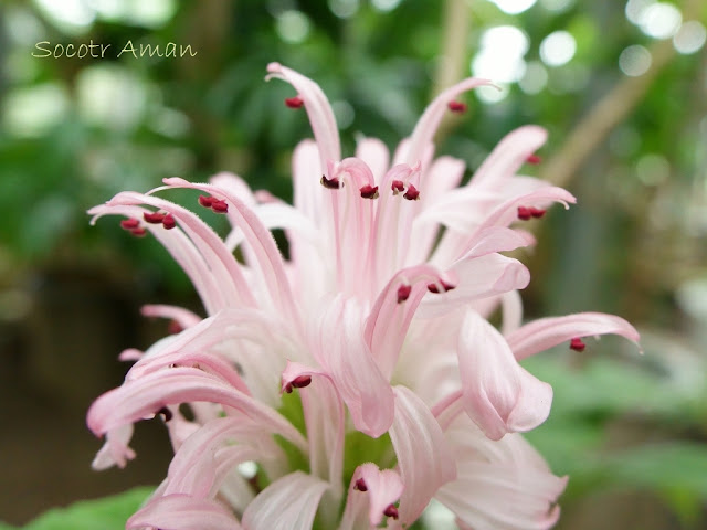 Justicia carnea