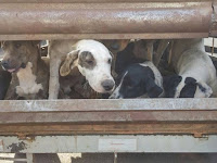 Cães de caça apreendidos com suspeitos de caçar javalis no DF (Foto: Polícia Militar/Divulgação)