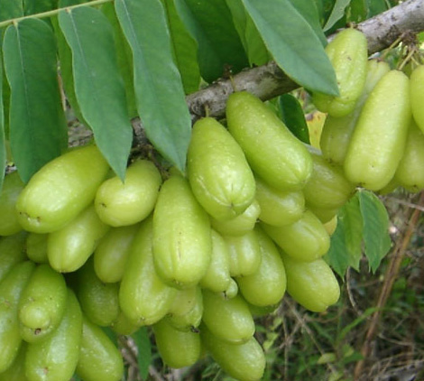  Tanaman obat disekitar kita Belimbing Wuluh Penurun Tensi 