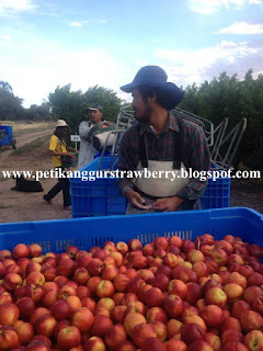 kerja di australia , kerja petik buah australia