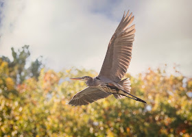 Adult Great Blue Heron taking off.