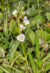 Thyme-leaved Speedwell, Veronica serpyllifolia.  Kemsing Down with the Orpington Field Club on 12 April 2014.