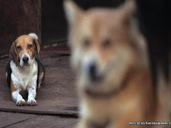 Bahaya Penyakit Anjing Gila, Segera Dapatkan Rawatan Jika Digigit Atau Dicakar Anjing!