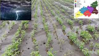 वाशिम जिल्ह्यात पावसामुळे ६६४३ हेक्टरवरील पिके बाधित  ६ व्यक्तींचा वीज पडून व पुरात वाहून मृत्यू - Loss of crop and lives in washim district due to heavy rains since 1 April 2023