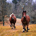 Two horses running in the jungle