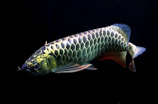 Dragon Fish Arowana Beauty