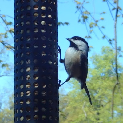 chickadee 