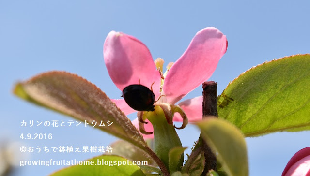 カリンの花とテントウムシ