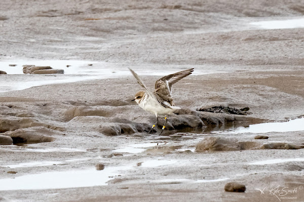 Kentish plover