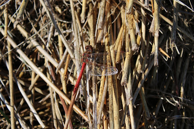 Bloedhopke - Bloedrode Heidelibel - Sympetrum sanguineum