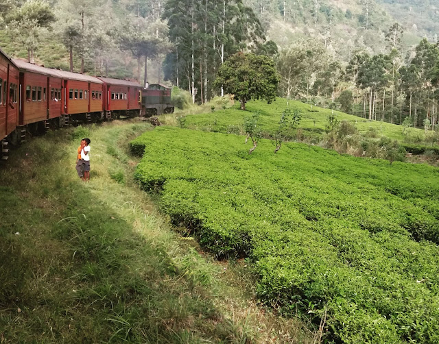 campos te sri lanka