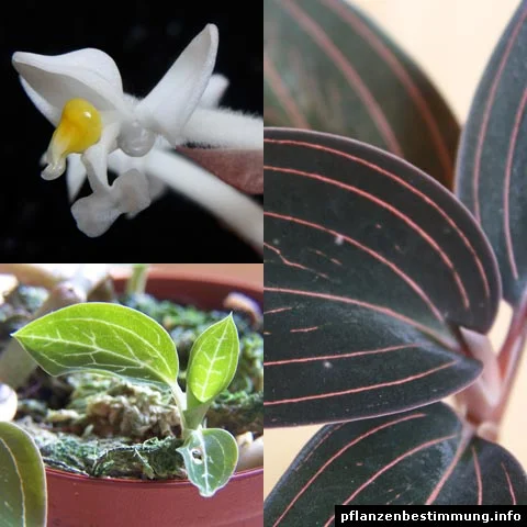 Ludisia discolor - a jóia da orquídea