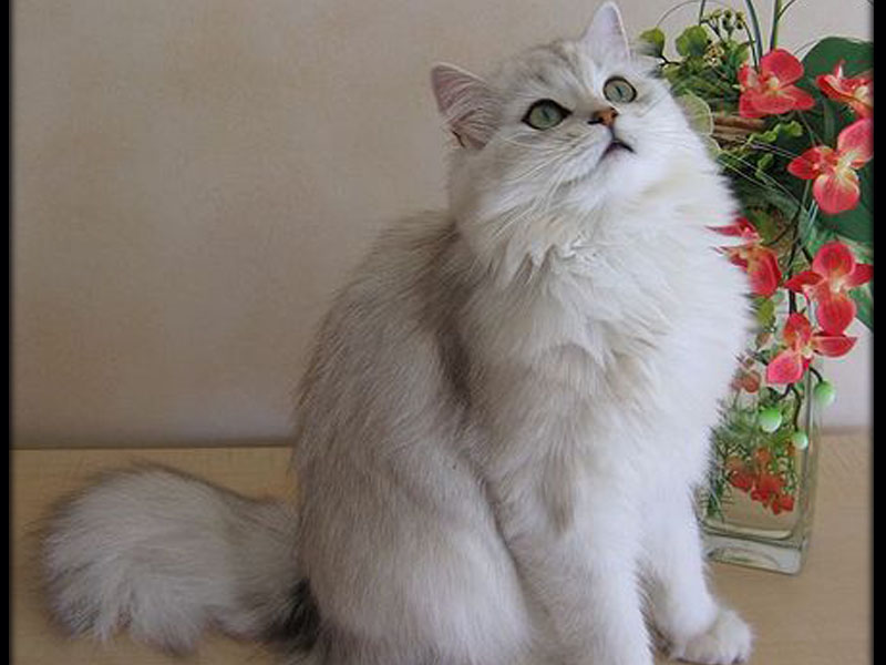 Mengenal Kucing British Longhair | Kucing gue