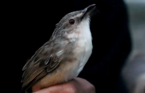  Gambar Burung Prenjak  Gunung