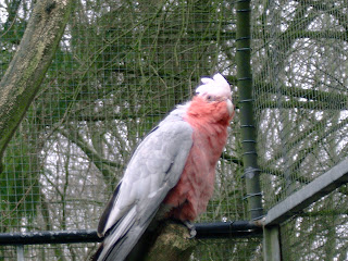 galah cockatoo