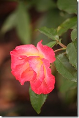 october 2009 266