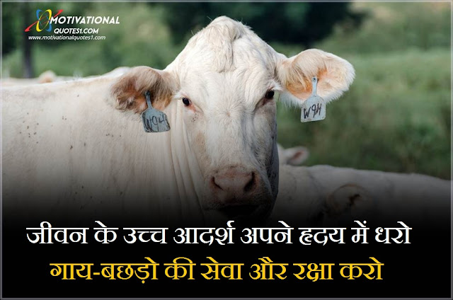 cow quotes in hindi, quotes on cow in hindi, cow love quotes hindi, cow thoughts in hindi, cow seva quotes, quotes for cow in hindi, cow status in hindi, cow status, gau seva quotes, cow quotes in marathi,Cow Quotes In Hindi || काऊ कोट्स इन हिंदी