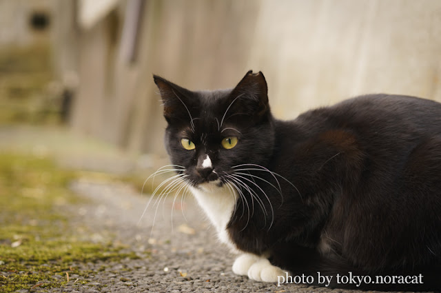 野良猫写真