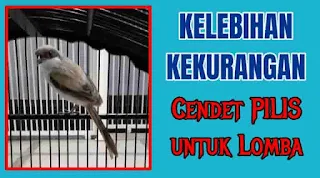 cendet pilis,perbedaan cendet pilis dan sembur,gambar cendet pilis jantan,ciri cendet pilis jantan,asal cendet pilis,perawatan cendet pilis,perbedaan cendet pilis jantan dan betina,anakan cendet pilis,harga cendet pilis,gambar cendet pilis,kelebihan dan kekurangan cendet pilis,cendet pilis adalah,arti cendet pilis,ciri anakan cendet pilis,cendet pilis betina,ciri cendet pilis betina,cendet pilis jantan dan betina,burung cendet pilis,burung cendet pilis jantan,ciri-ciri burung cendet pilis,harga burung cendet pilis