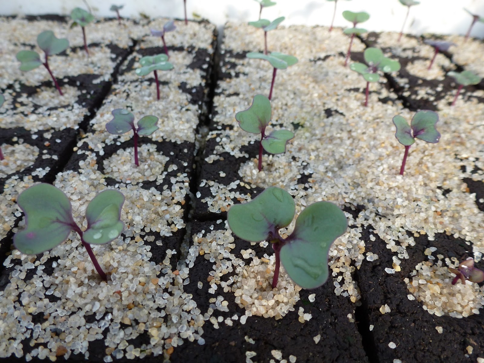 Kale Varieties