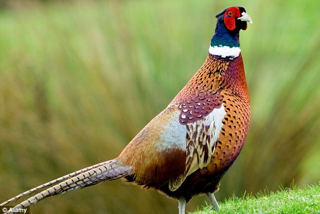 ringneck pheasant