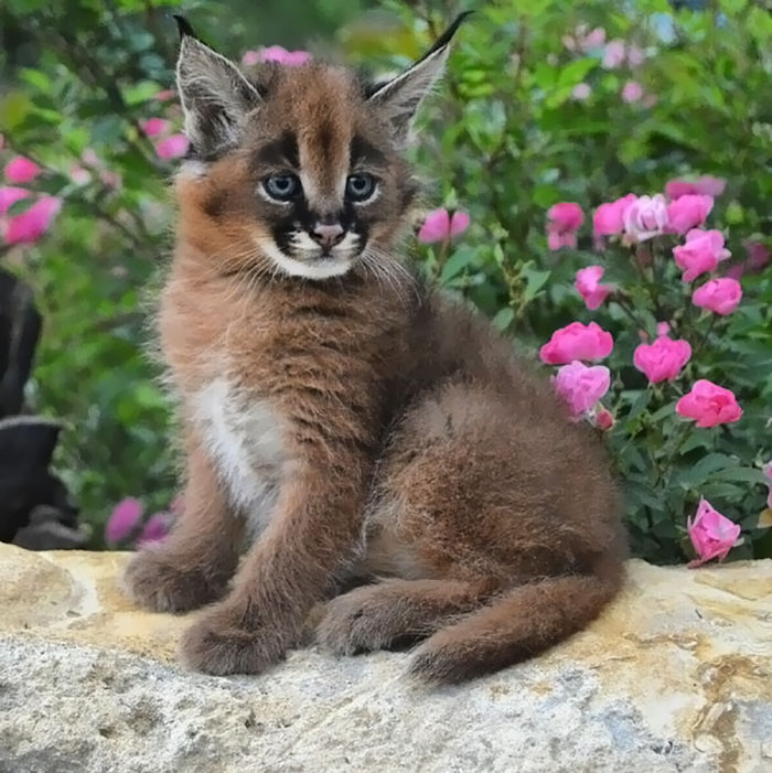 Beautiful Pictures Of Baby Caracals, One Of The Most Gorgeous Cat Species Ever