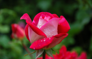 Red Rose Flower Images - Rose Flower Images Download - Different Colors Rose Flower Images Download - rose flower - NeotericIT.com