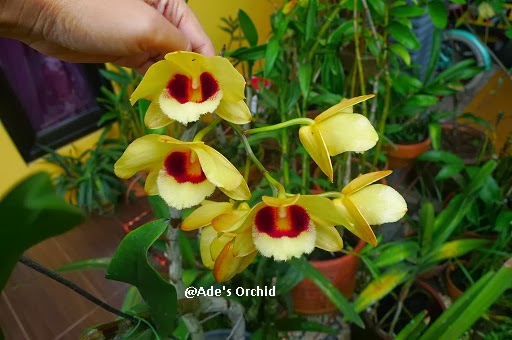 Ade s Orchid Dendrobium Gatton Sunray