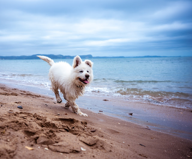 Why not take your dog to the beach