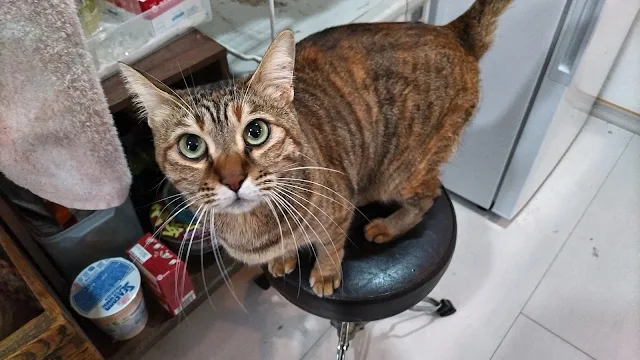 なかなか可愛い。台所をちょろちょろする猫。