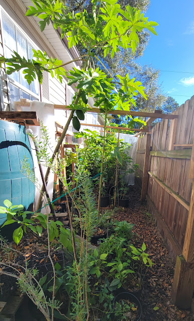 Florida DIY Greenhouse for plant frost protection