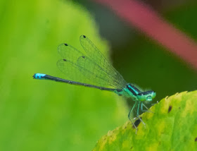 Eastern Forktail (Ischnura verticalis)