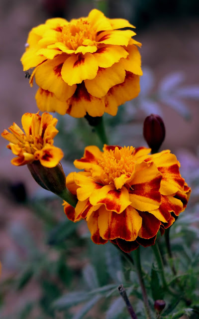 Mexican Marigold Flower Flower