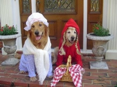 funny pictures of retirver dogs dressed up for photo