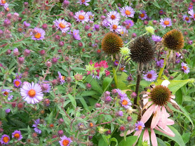 Autumn New England Asters and Purple Coneflowers at the Toronto Botanical Garden's Perennial Borders by garden muses--not another Toronto gardening blog