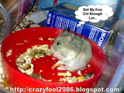 Funny Hamsters Pictures on This Is Chi Chi  The Male  Eating Kua Chi  Hamster Life Seems To Be