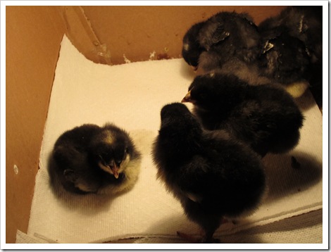 chickens 003