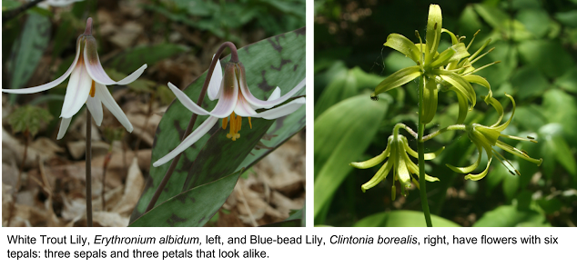 Tepals of white trout lily and blue bead lily flowers.