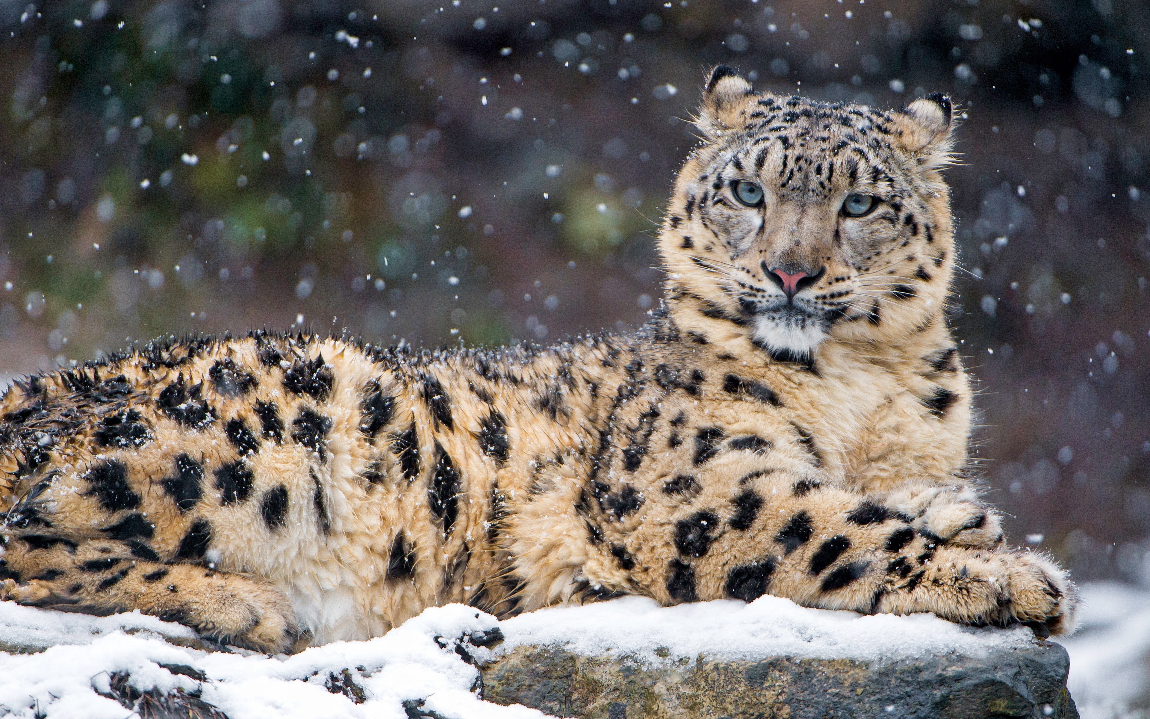 Snow Leopard 4k Wallpaper 11