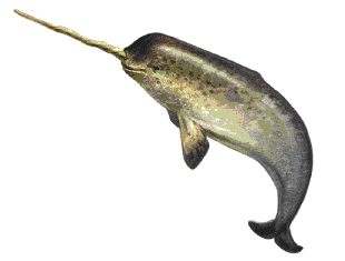 獨角鯨 - 獨角鯨 Narwhal