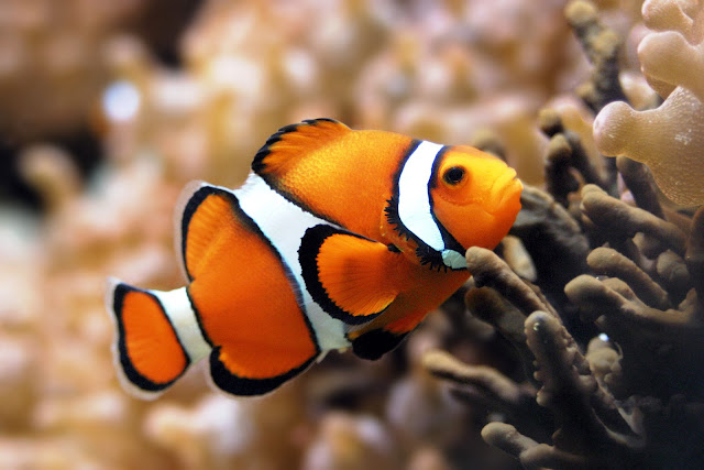 clown fish, clown fish wallpapers