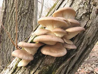 Oyster Mushroom Company in Meghalaya