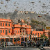 Locust attack in India