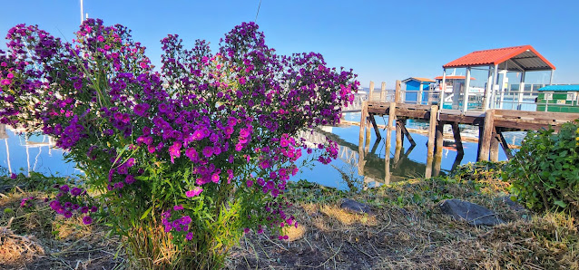 Beautiful little purple flowers by marina