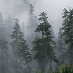 Gambar pemandangan indah di hutan yang alami dan sejuk