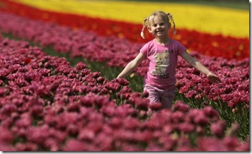 tulip 3 tulip 3