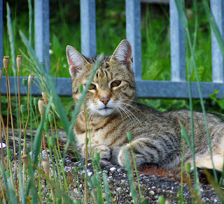 resting cat